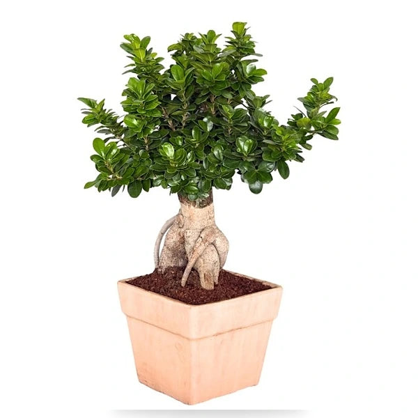 Bonsai Ficus Ginseng Terracotta D. 25 - H. 60 cm