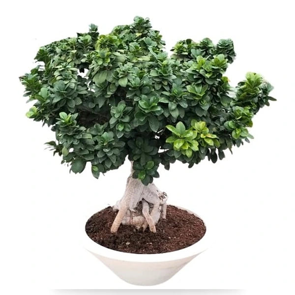 Bonsai Ficus Ginseng King 5000 Schio D. 60 - H. 110 cm