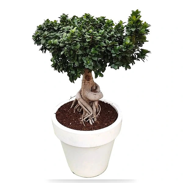 Bonsai Ficus Ginseng king 5000 Standard One D. 50 - H. 130 cm