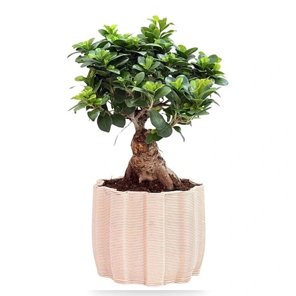 Bonsai Ficus Ginseng  Ceramica Ares D. 23 - H. 45 cm