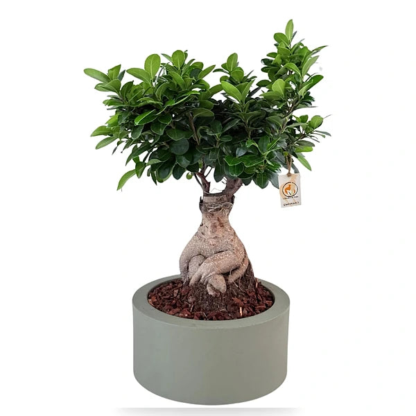 Bonsai Ficus Ginseng  Vaso  Riserva  Echo D. 30 - H.60 cm