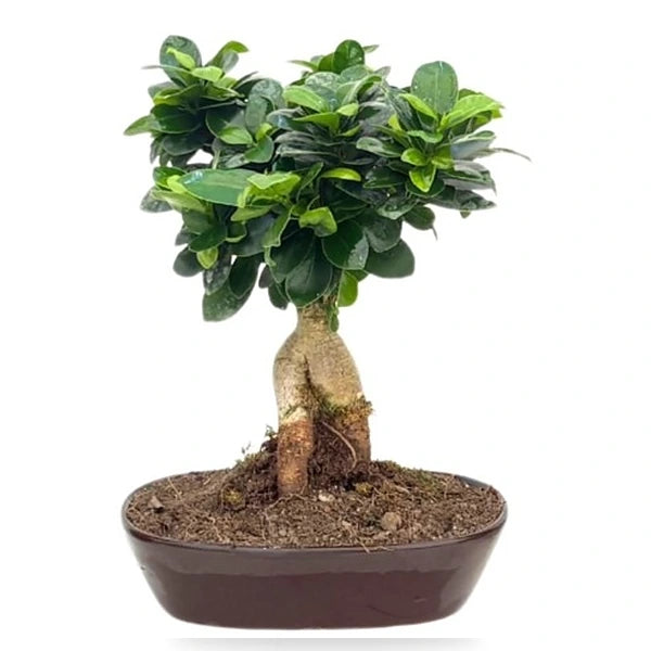 Bonsai Ficus Ginseng  Ceramica ovale D. 20 - H. 30 cm
