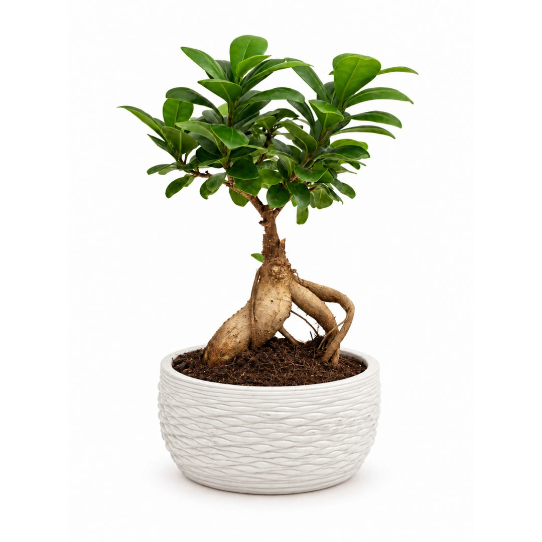 Bonsai Ficus Ginseng in Samoi D. 15 - H. 30 cm