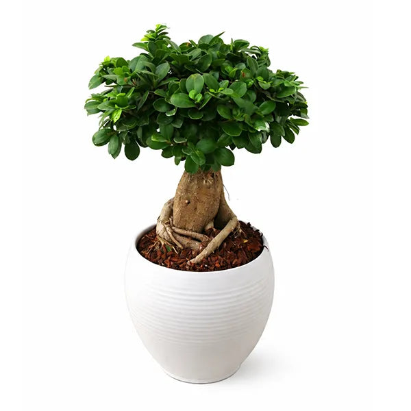 Bonsai Ficus Ginseng in vaso Manacor 22 cm - vista frontale