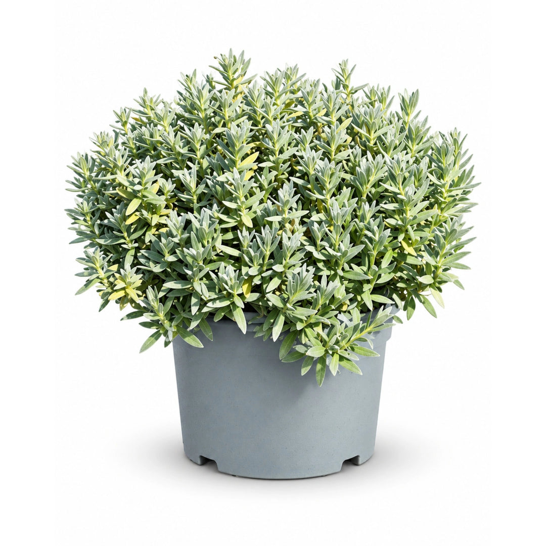 Cerastium Tomentosum D. 18 - H. 40 cm