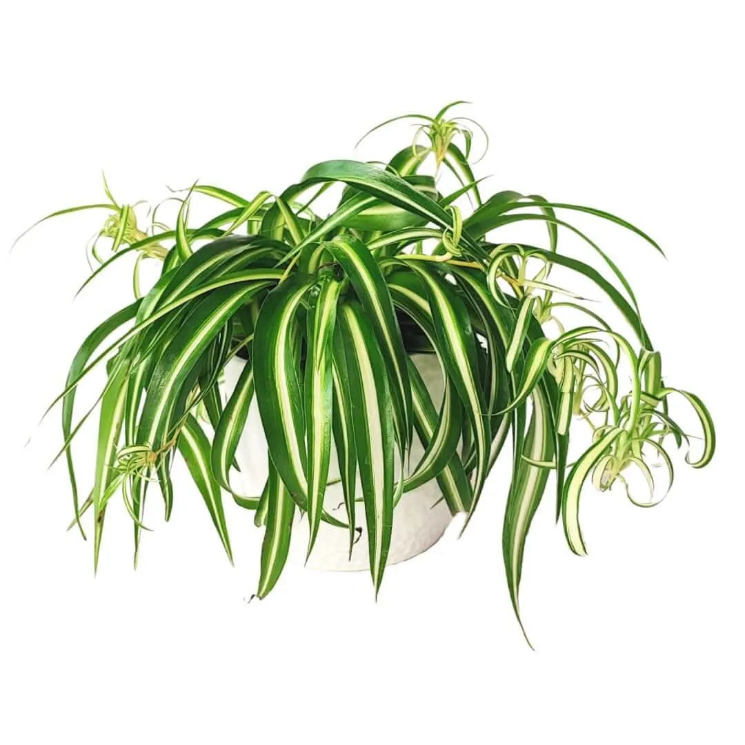 Chlorophytum comosum Bonnie - pianta ragno riccia in vaso ceramica bianco su sfondo chiaro, vista frontale