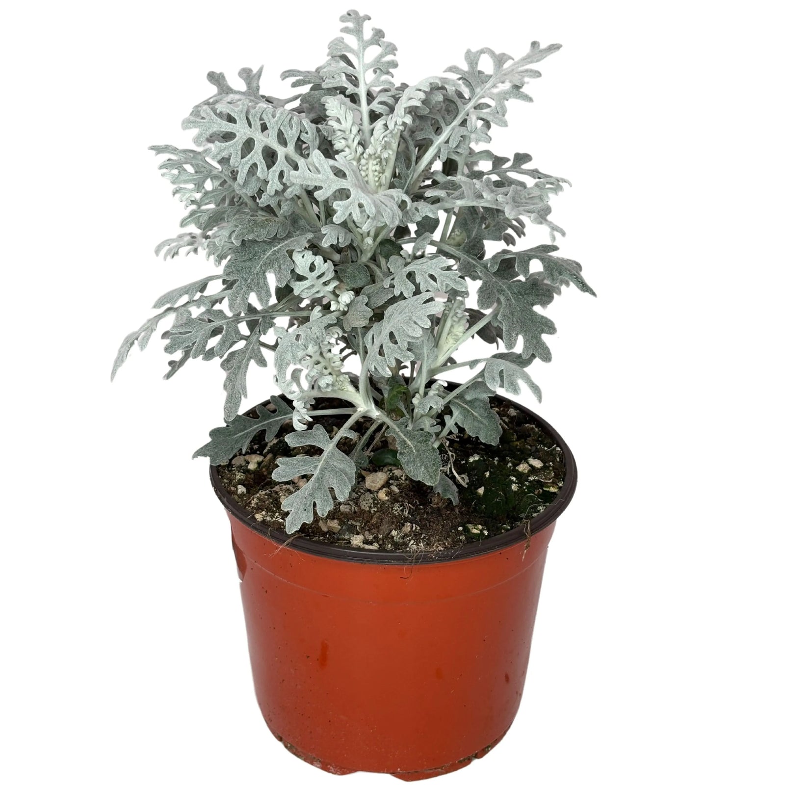 Cineraria Marittima pianta - esemplare in vaso D.18 con fogliame grigio-argentato