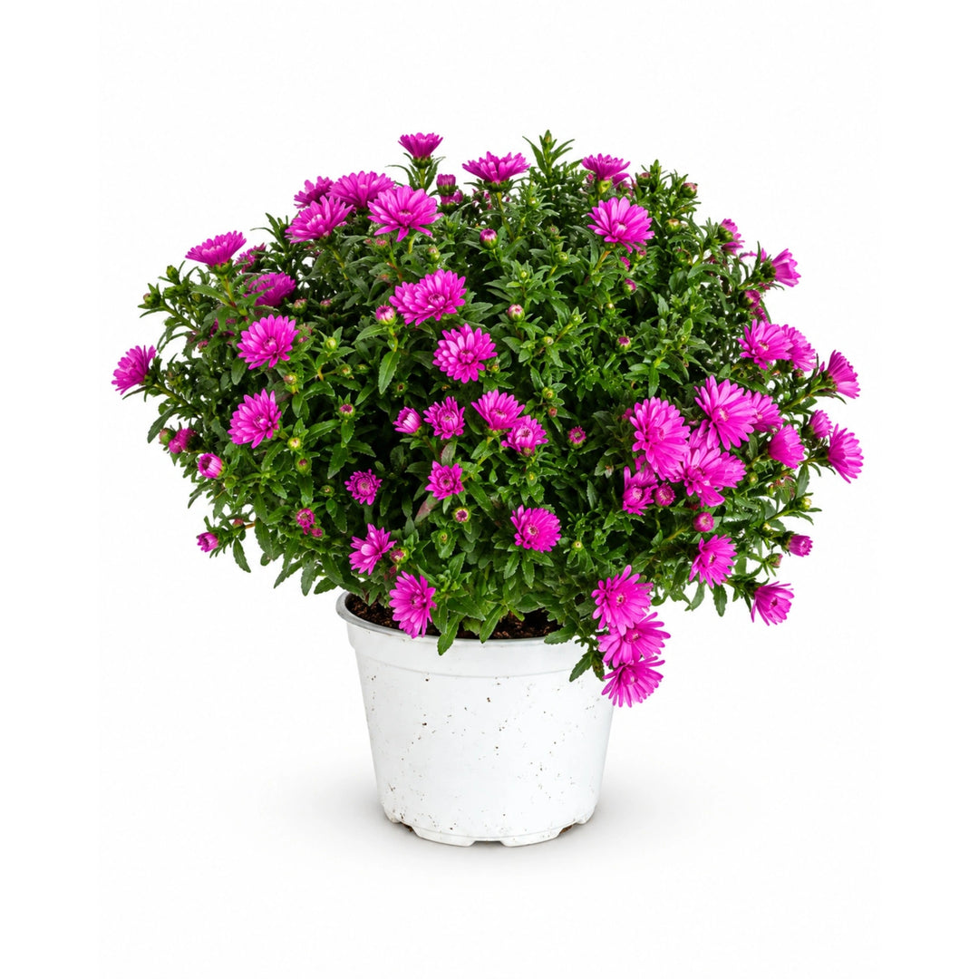 Aster (Settembrino) D. 14 - H. 20 cm