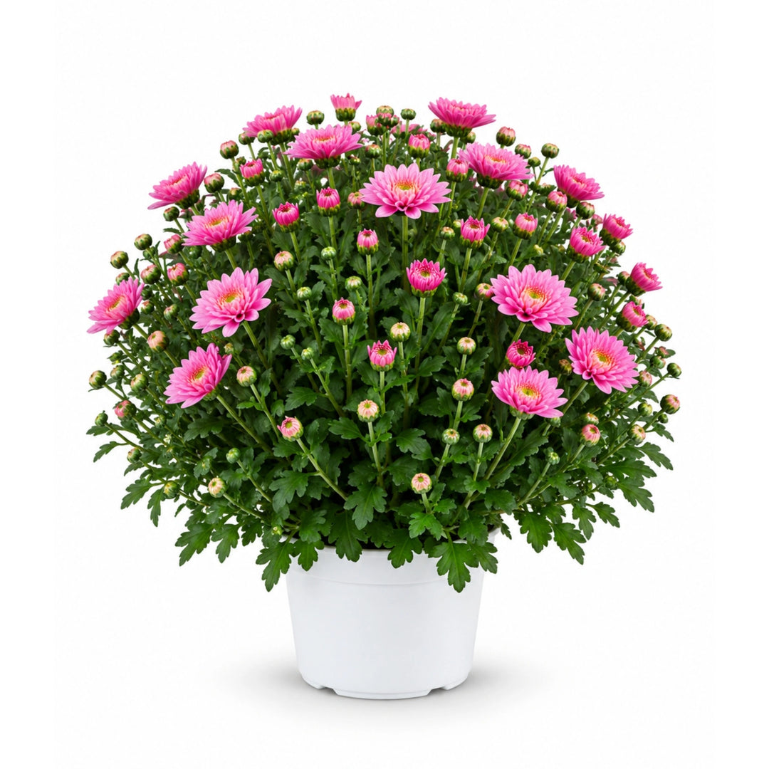 Crisantemo (colori misti) D. 19 - H. 45 cm