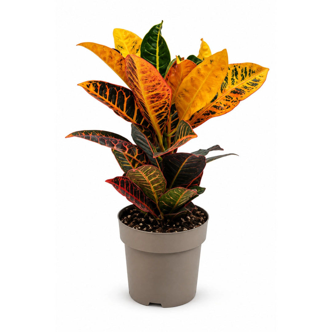 Codiaeum Petra D. 17 - H. 45 cm