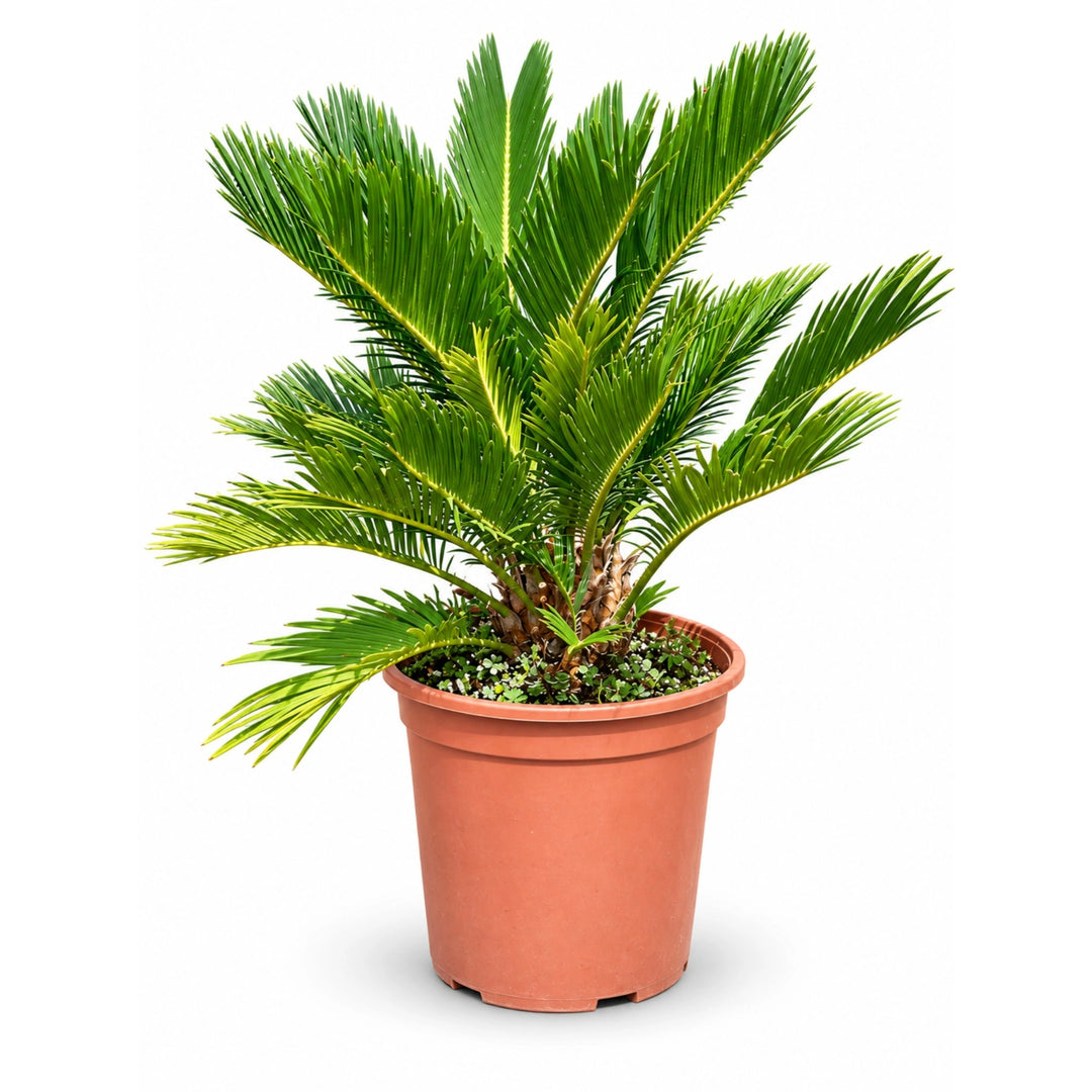 Cycas Revoluta D. 24 - H. 80 cm