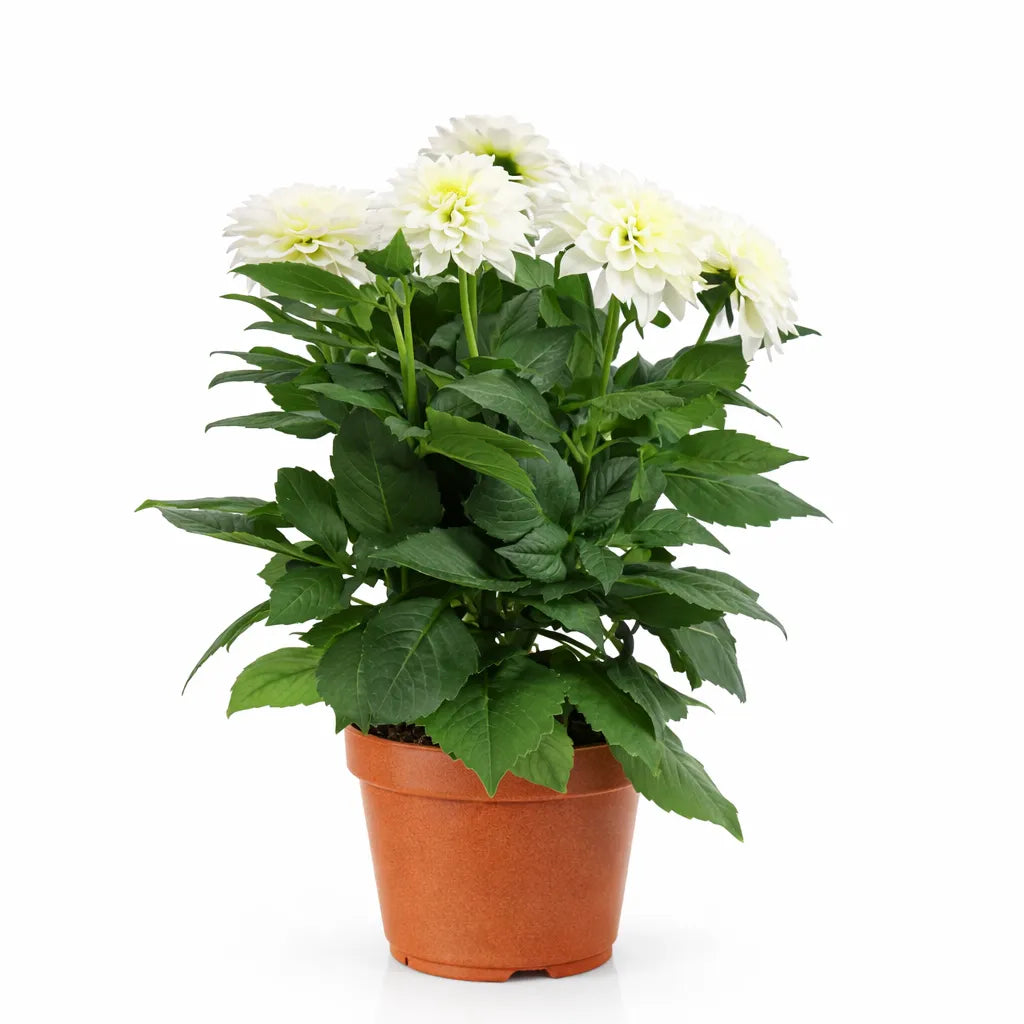 Dahlia online - Fiore di Dahlia bianca con petali grandi e strutturati