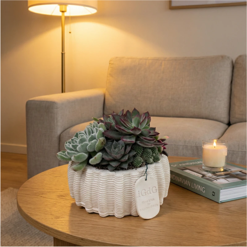 Composizione di piante grasse in vaso di argilla Dioniso posizionata su tavolino da soggiorno, decorazione naturale per living moderno con succulente decorative.