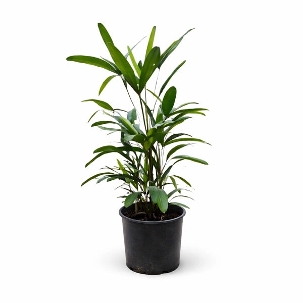 Raphis Excelsa D. 26 H. 100 CM