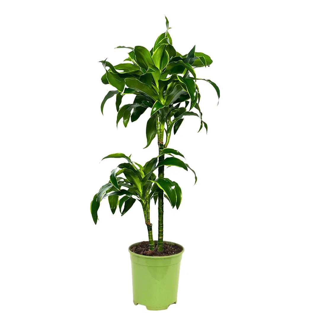 Dracaena dorado D.24 H.130 cm