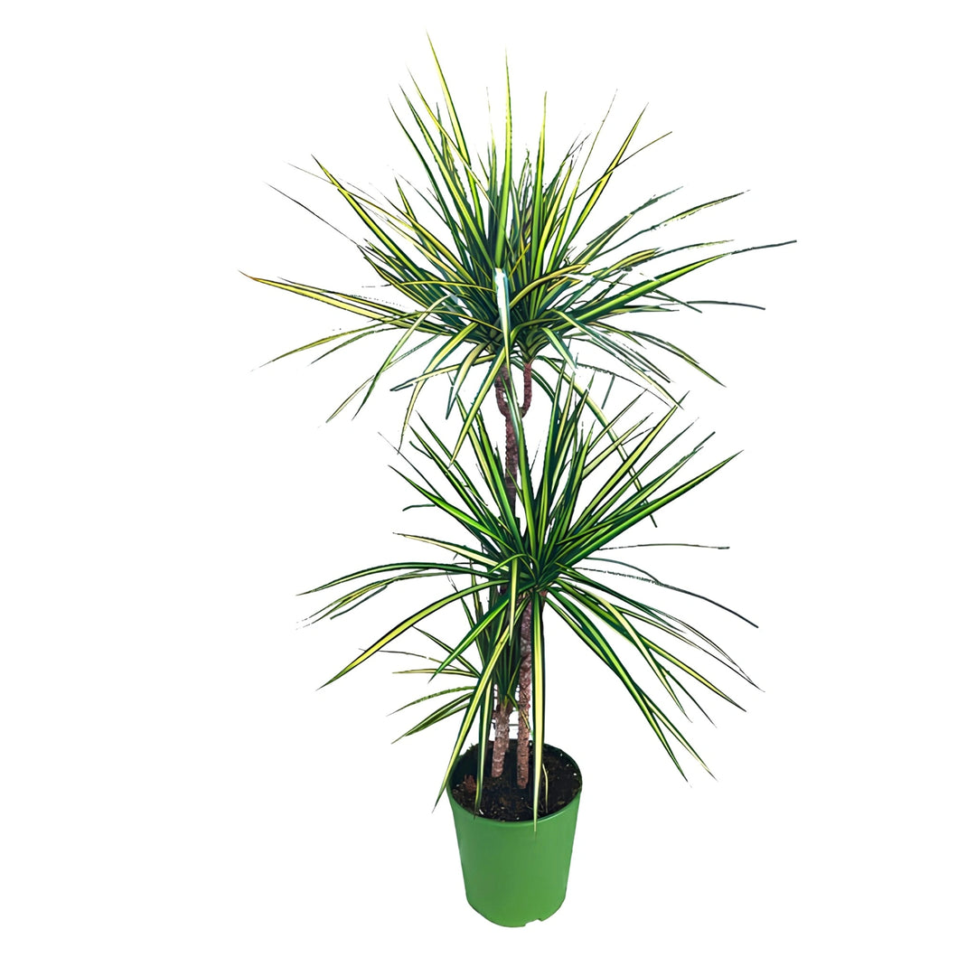 Dracaena Kiwi T-60 D. 21 cm
