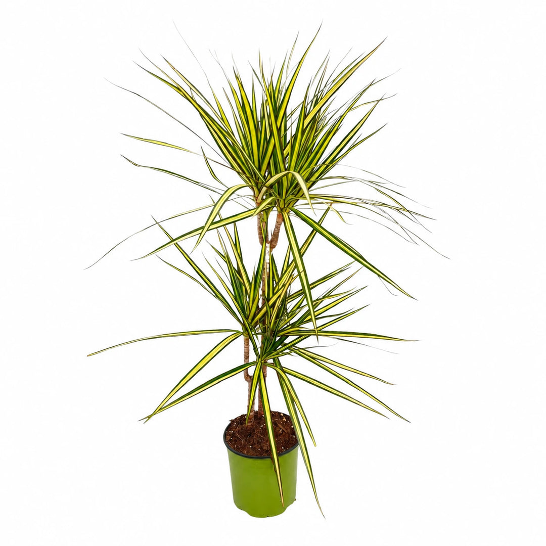 Dracaena Kiwi T-45 D. 19
