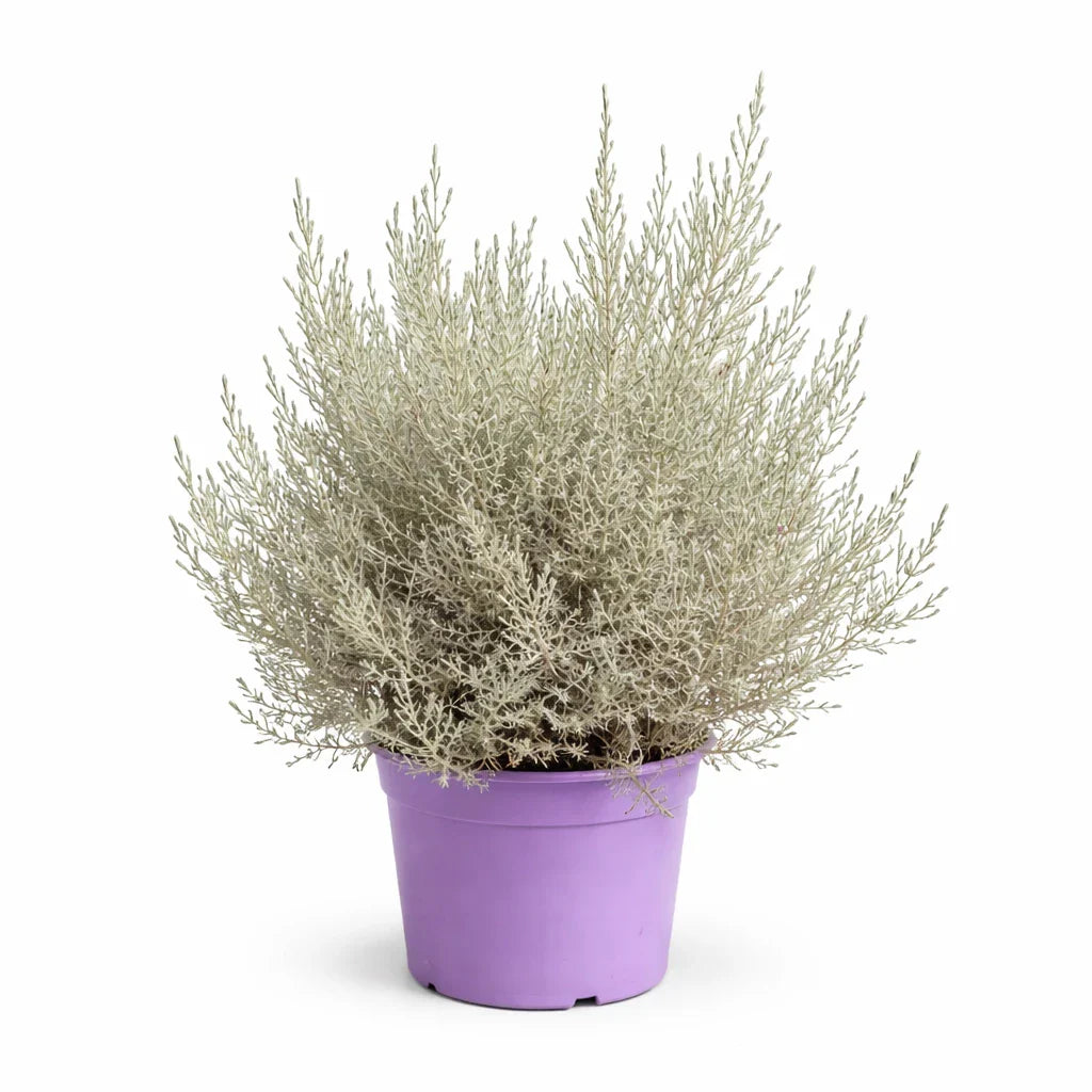 Eremophila (myoporaceae) D.22 - pianta ornamentale in vaso con fiori rosa