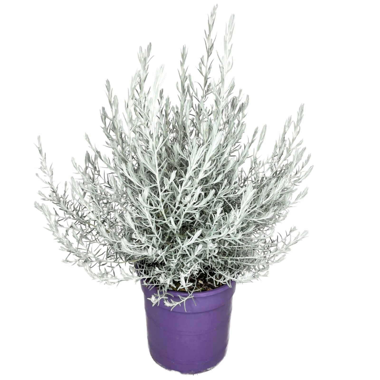 Eremophila Nivea D.40 cm - pianta ornamentale con foglie argentate in vaso
