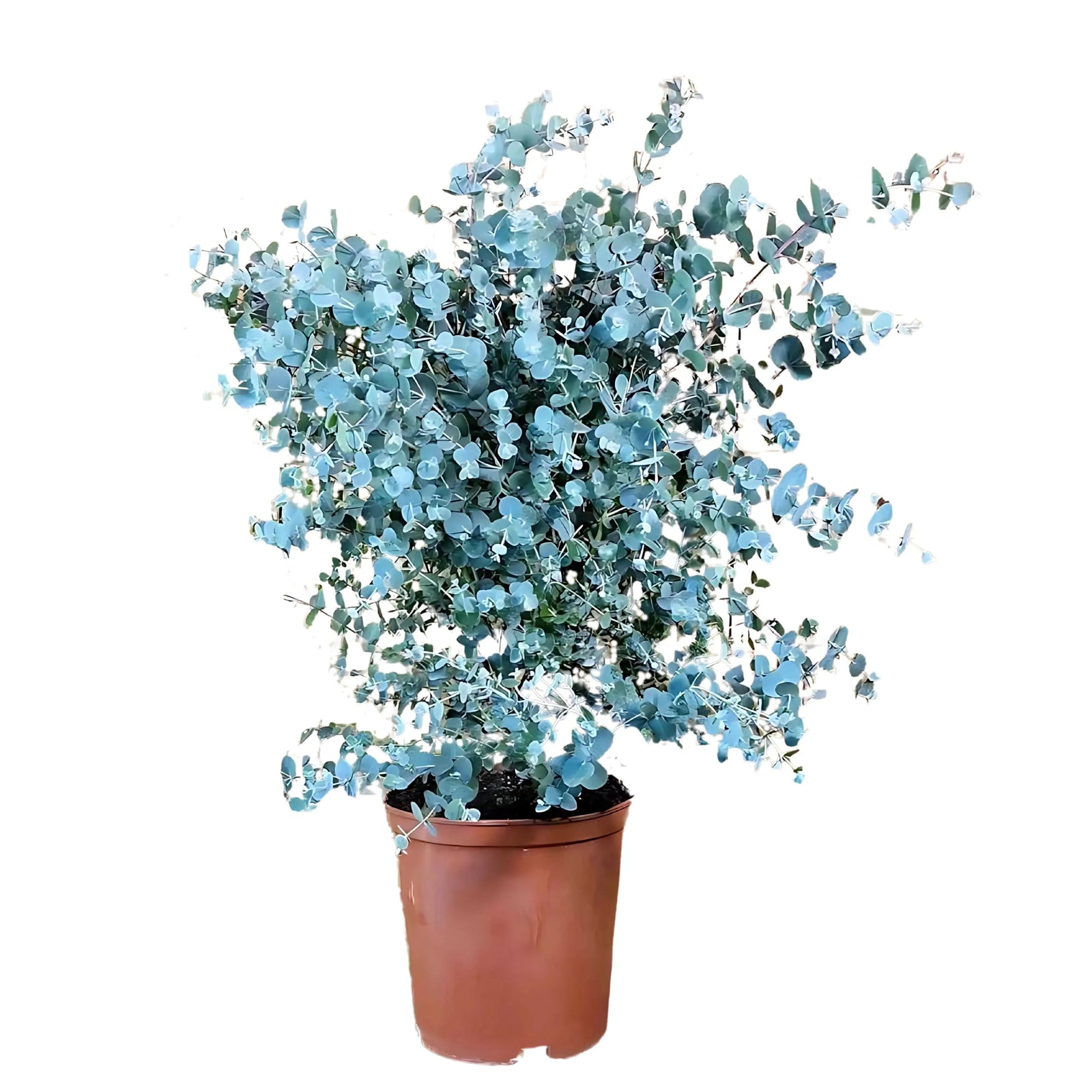 Eucalyptus Gunnii in vaso sospeso - pianta ornamentale da esterno con foglie argentee