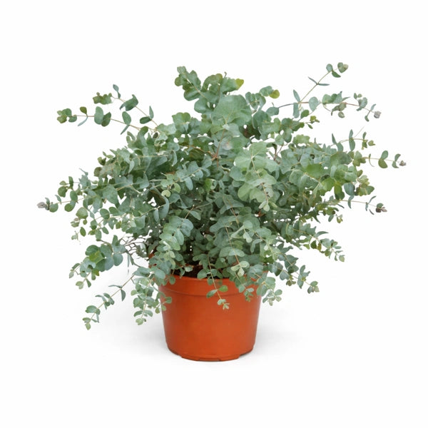 Eucalipto Gunni D. 24 H. 45 CM