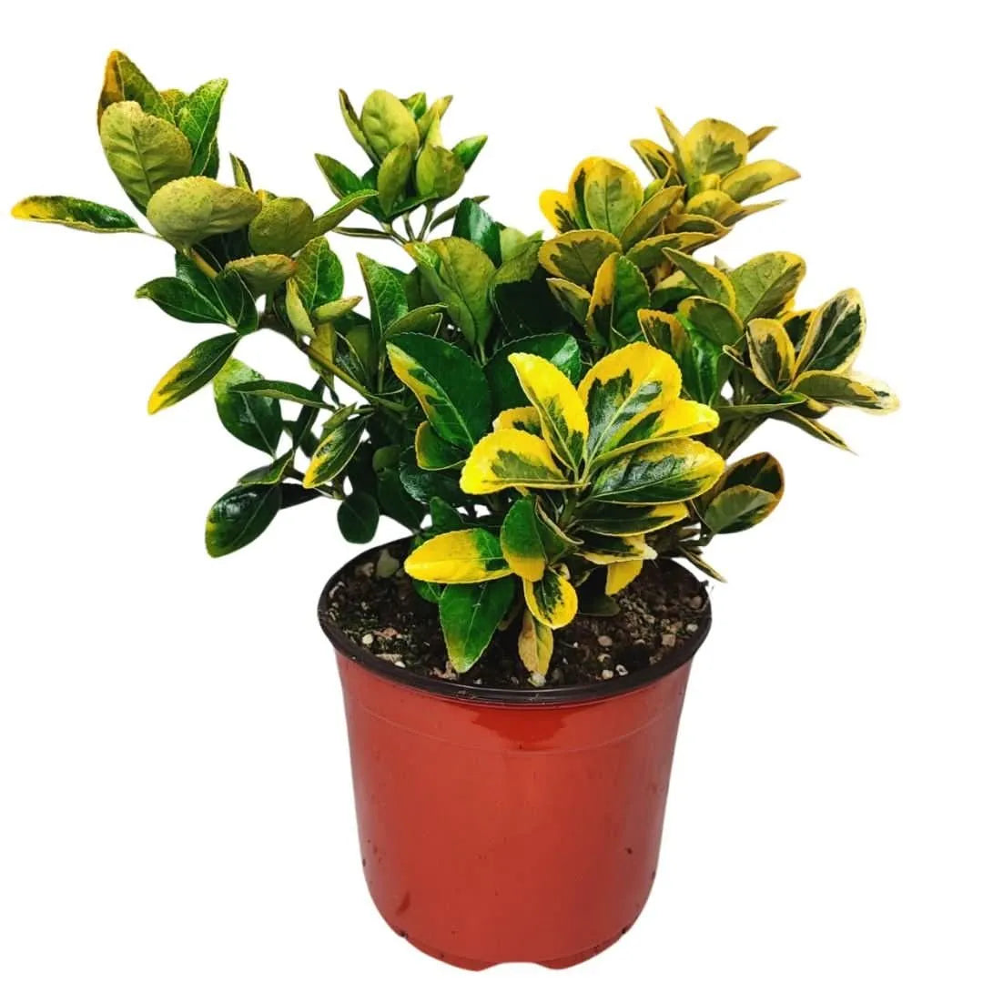 Euonymus Aurea - pianta sempreverde da esterno in vaso con fogliame variegato giallo-verde