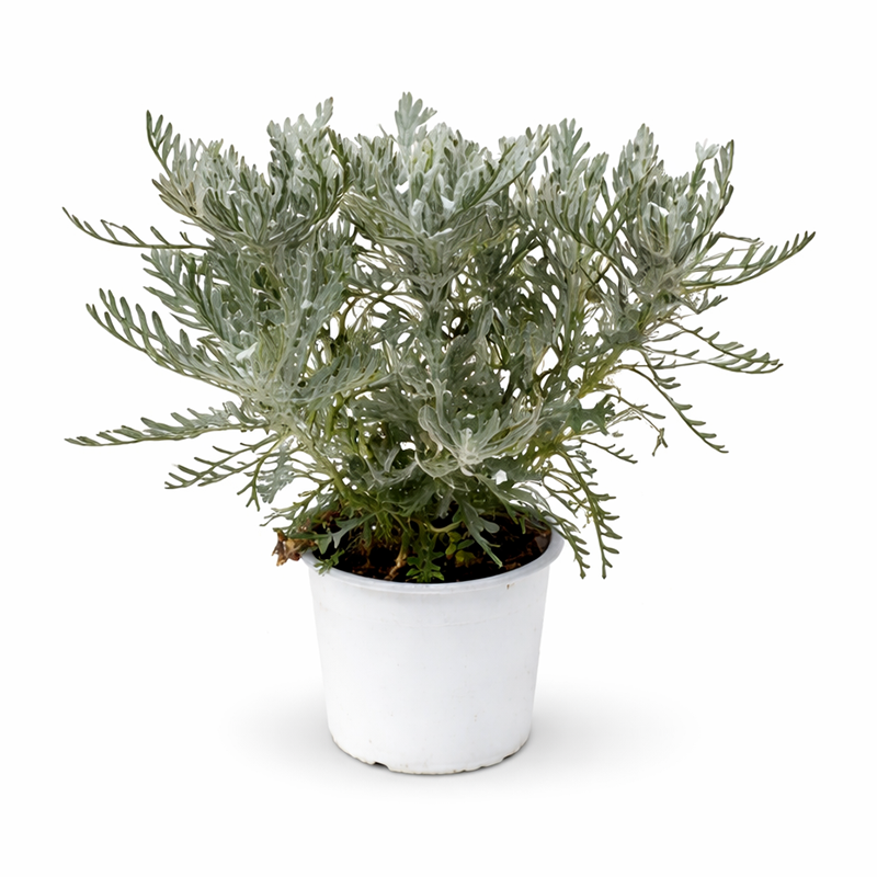 euryops D.14 H.30 cm