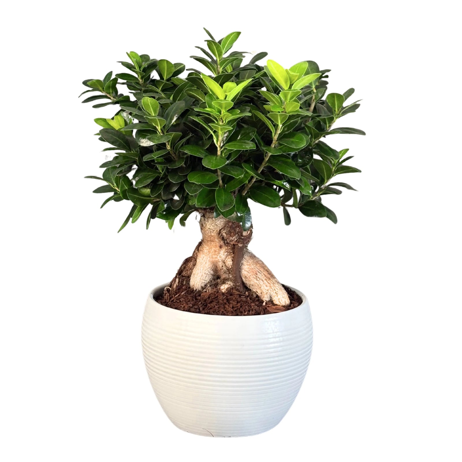 Bonsai Ficus Ginseng - pianta in vaso di ceramica Manacor, vista frontale