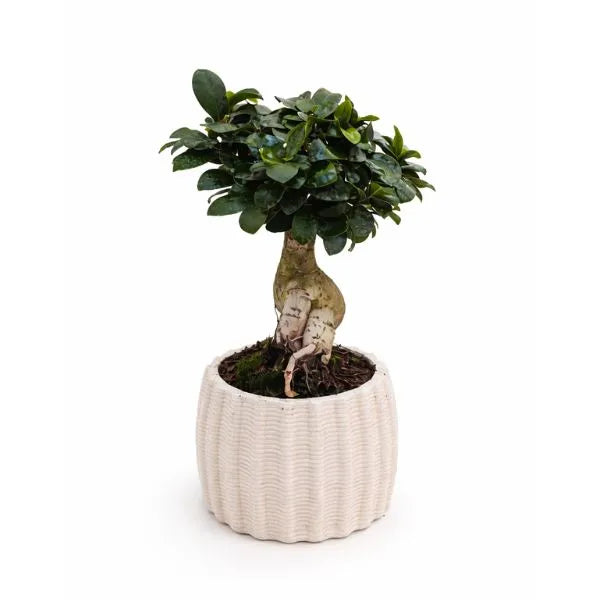 Bonsai Ficus Ginseng in vaso di ceramica artigianale Dioniso - pianta con tronco scultoreo e foglie lucide