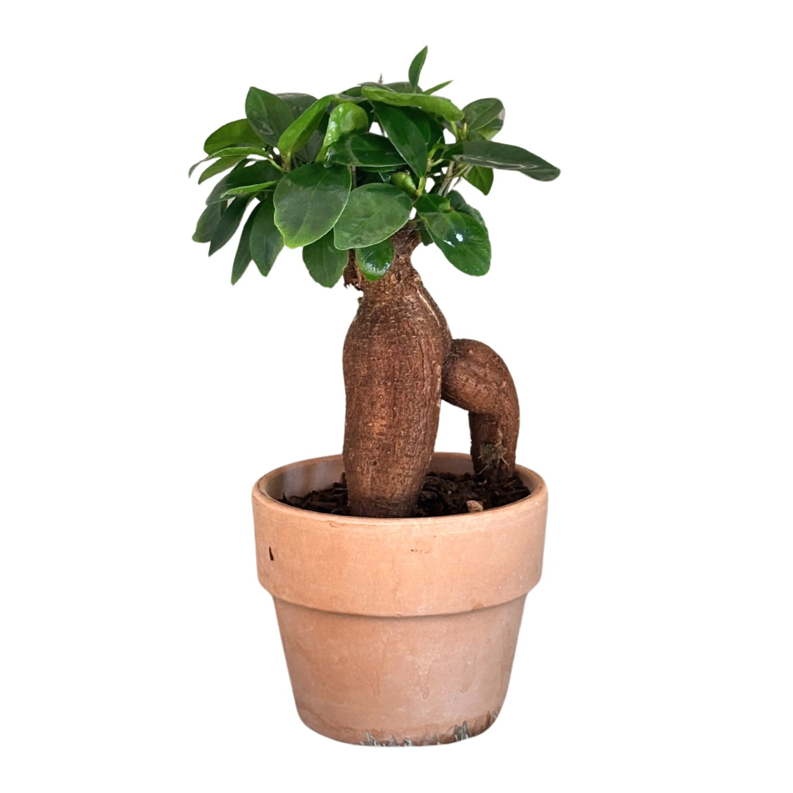 Bonsai Ficus Ginseng in vaso di terracotta - vista frontale con radici aeree e foglie lucide