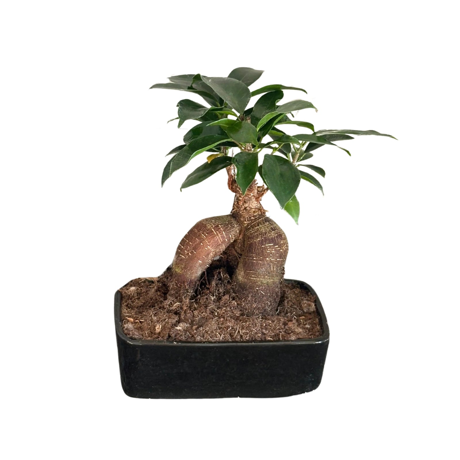 Bonsai Ficus Ginseng - pianta da interno in vaso rettangolare nero, con tronco doppio e foglie verdi lucide