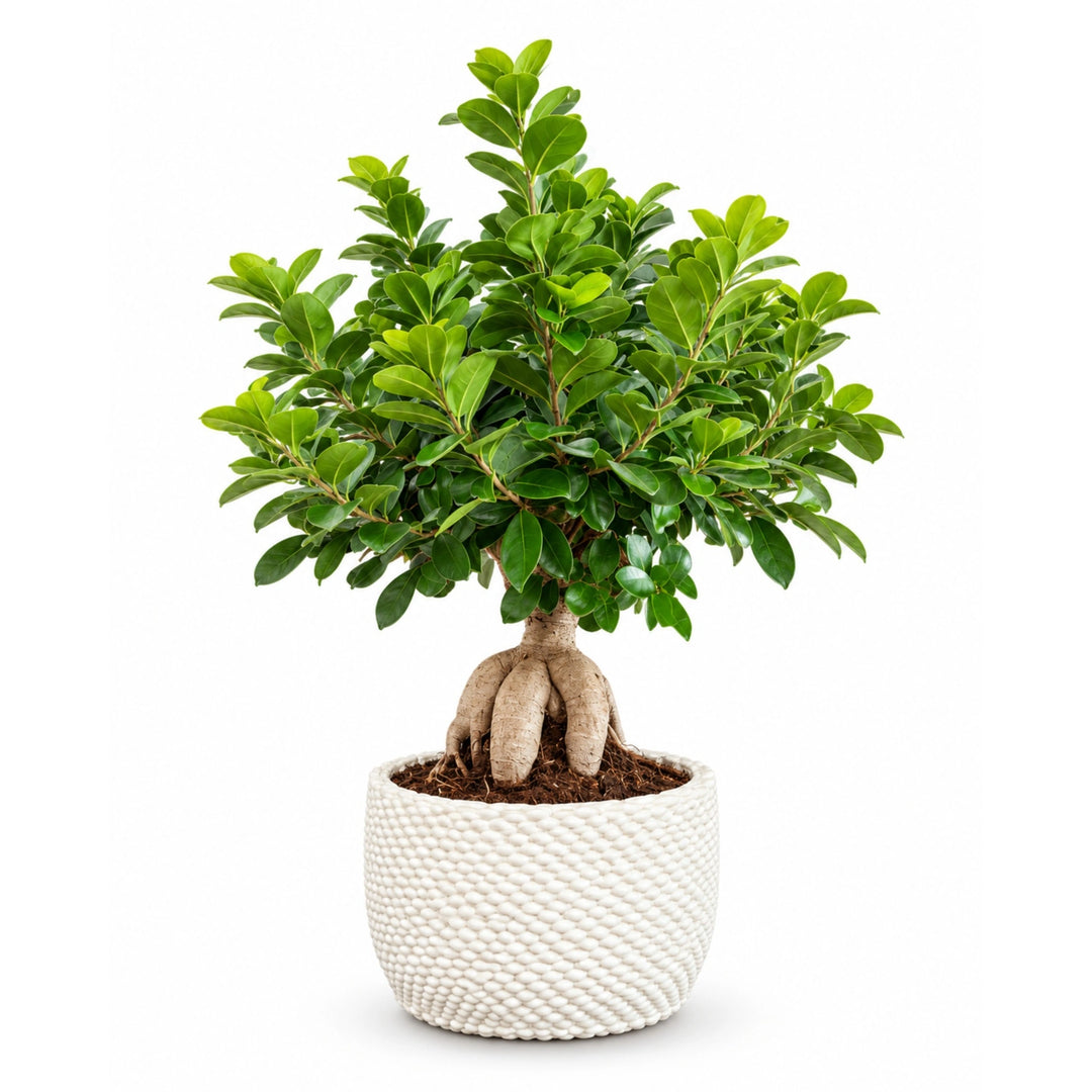 Bonsai Ficus Ginseng in vaso in ceramica Kira D. 22 - H. 60 cm