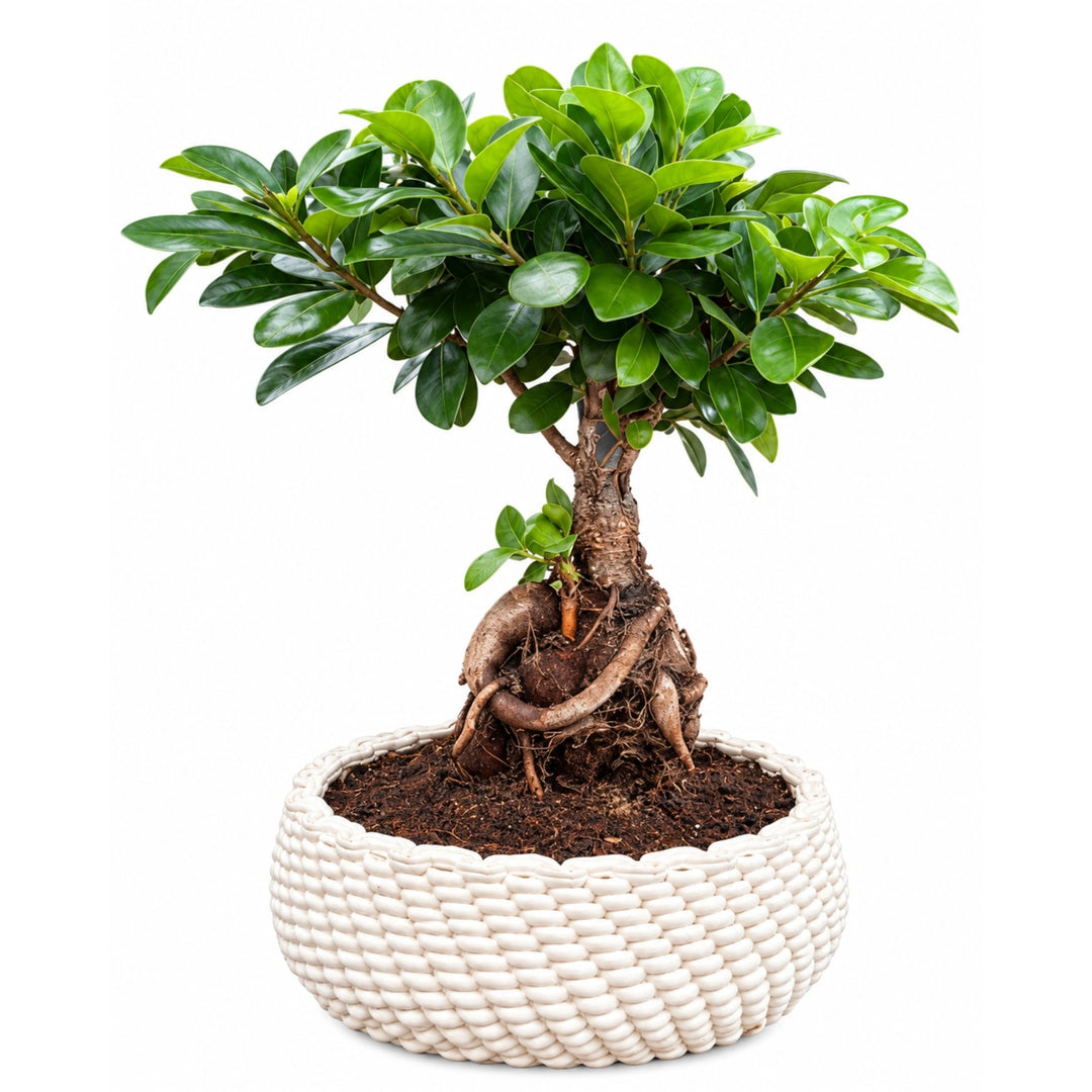 Bonsai FIcus Ginseng in vaso di ceramica Kira D. 22 - H. 40 cm