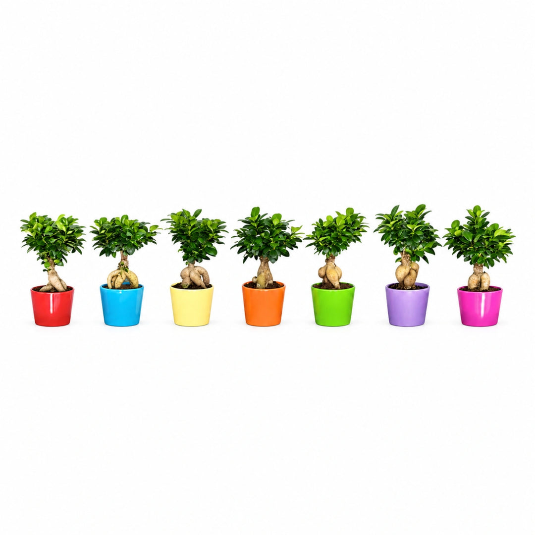 Bonsai Ficus Ginseng ceramica mix color D. 11 - H. 35 cm