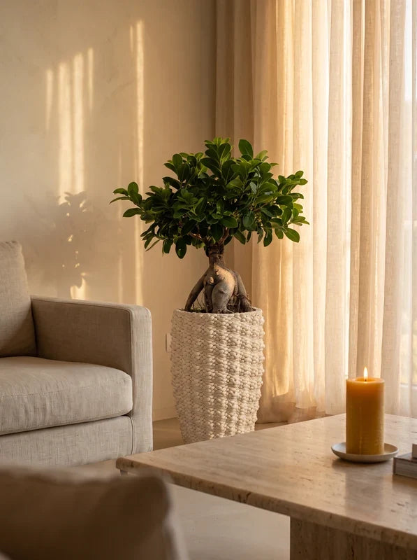 Bonsai Ficus Ginseng  Vaso Fira  D. 25 - H. 65 cm