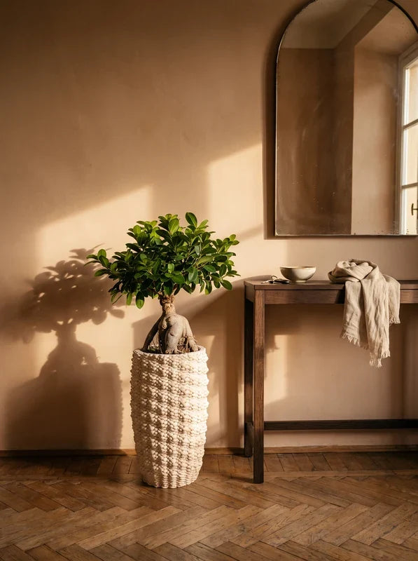 Bonsai Ficus Ginseng  Vaso Fira  D. 25 - H. 65 cm