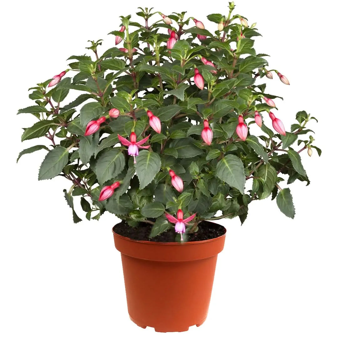 Fucsia pianta - Fiori pendenti rosa e rosso in primo piano su balcone ombreggiato