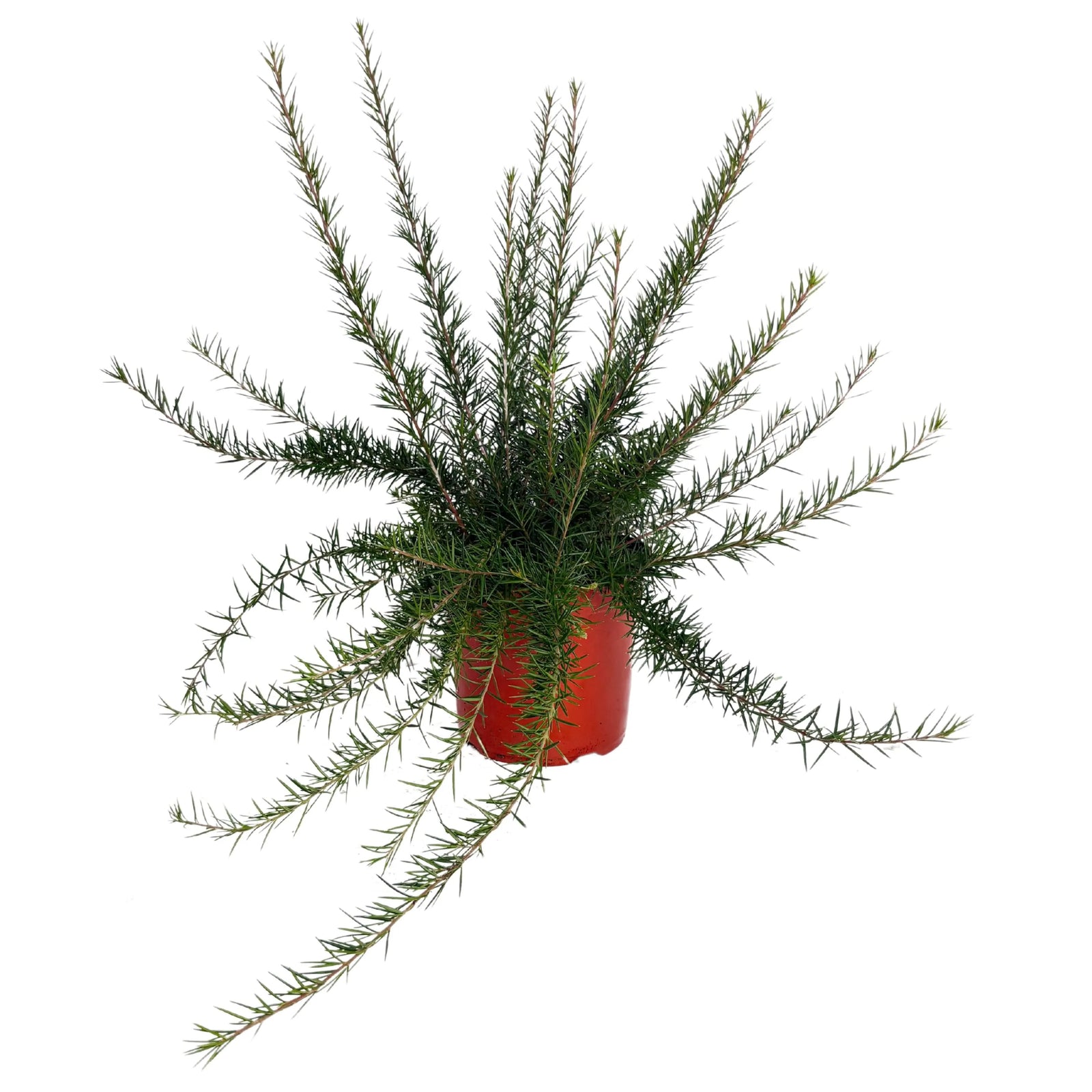 Grevillea Juniperina - pianta in vaso con fiori rossi vivaci e foglie aghiformi