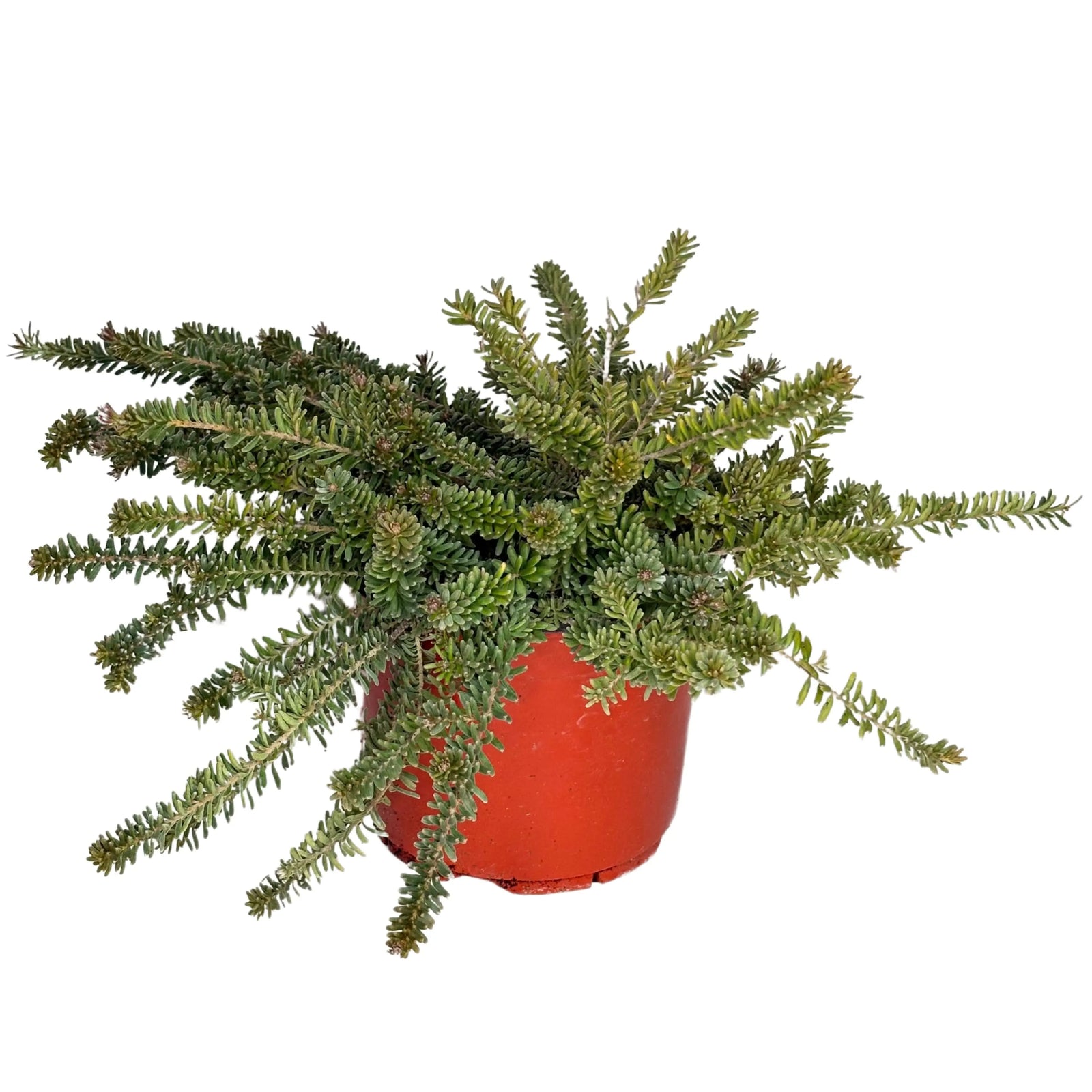 Grevillea Mount Tamboritha - pianta fiorita in vaso da esterno con fiori rosati