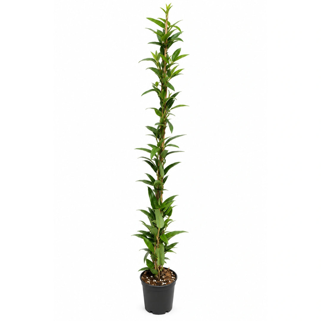 Hardenbergia Violacea D. 18 - H. 100 cm