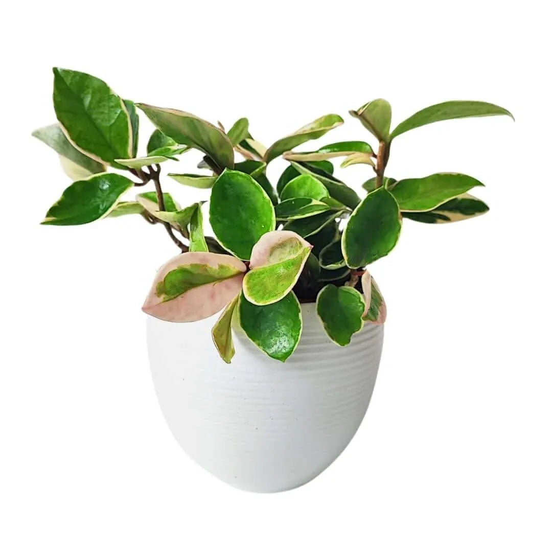 Hoya Carnosa Krimson Queen - pianta variegata con foglie verdi, rosa e crema in elegante vaso bianco