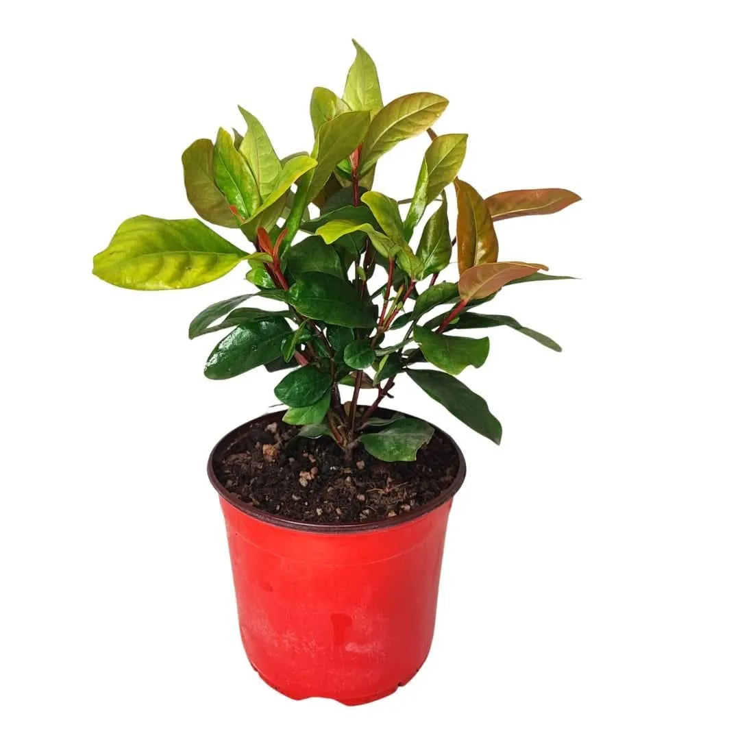 Ixora Coccinea - pianta tropicale fiorita in vaso, con fiori rossi vivaci e fogliame lucido