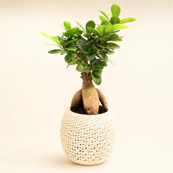 Bonsai Ficus Ginseng ceramica Kira D. 15 - H. 40 cm