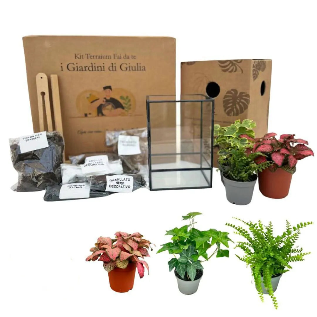 Kit Terrarium Fai da Te ADA - contenitore geometrico in vetro e ferro nero con piante