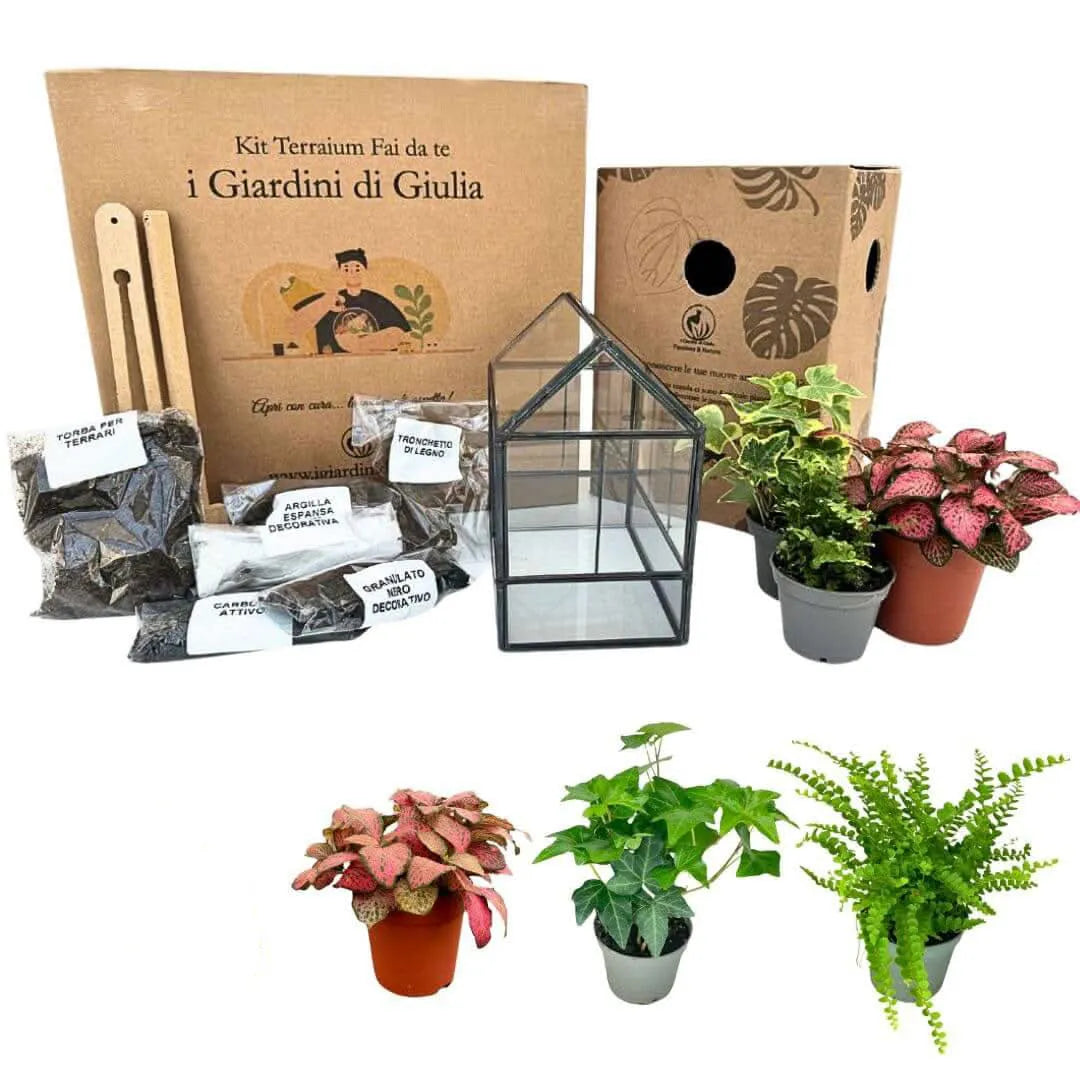 Kit Terrarium Fai Da Te Monica - vista frontale del terrarium geometrico assemblato con piante verdi