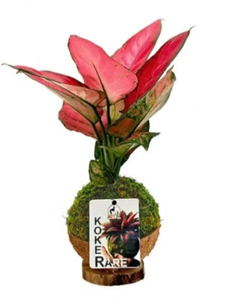 Kokedama Aglaonema Lucky Red - pianta decorativa con foglie rosse intense su sfondo neutro