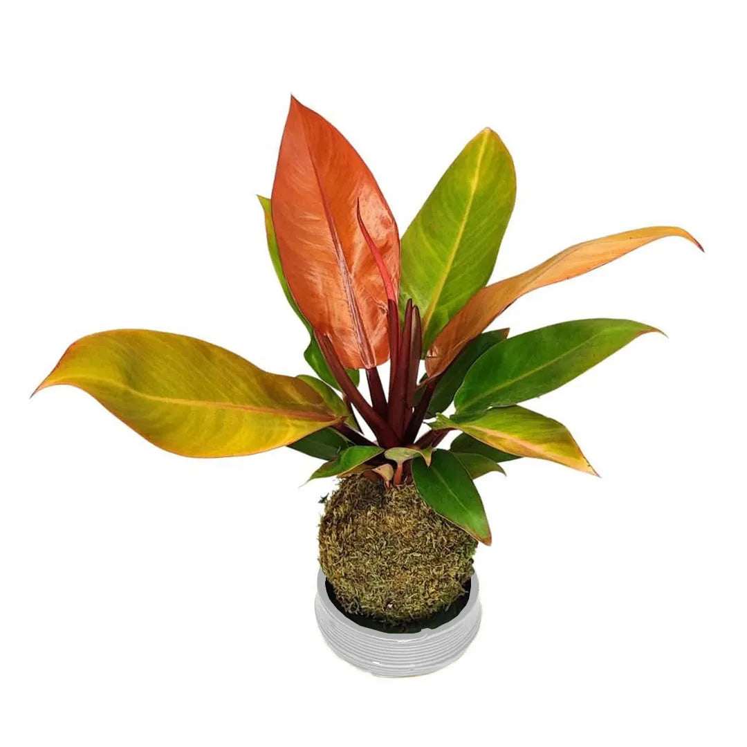 Kokedama Philodendron Orange - primo piano foglie arancioni e verdi su sfondo bianco