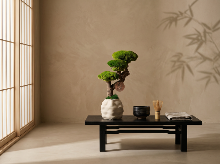 Bonsai Kumori 35 cm su tavolo basso giapponese chabudai in ambiente zen minimalista