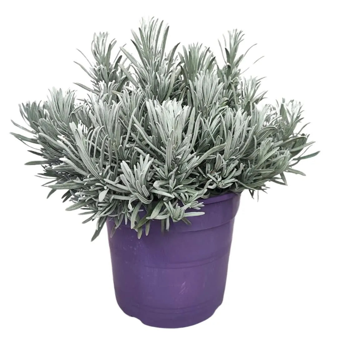 Lavanda Angustifolia in vaso – pianta aromatica con fiori lilla e fogliame grigio-argento