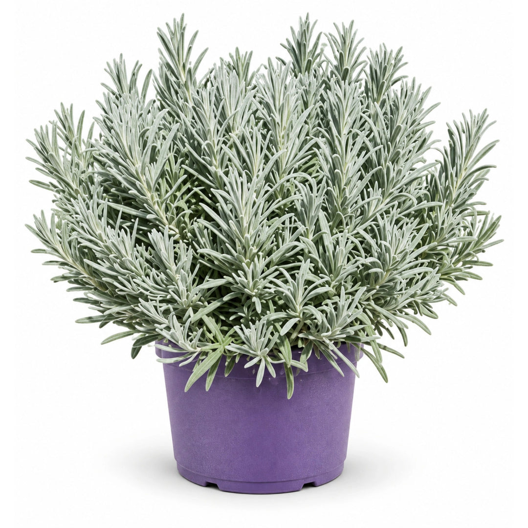 Lavandula Angustifolia D. 24 - H. 50 cm